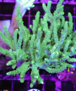 Wysiwyg Large Wild Caught Australian leather Coral Colony (C85)