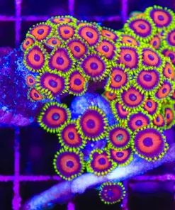 Wysiwyg Wild Zoanthid Growing On Live Rock Rubble (C86)