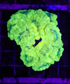 Wysiwyg Kryptonite Trumpet Coral Colony *BRIGHT* (C88)