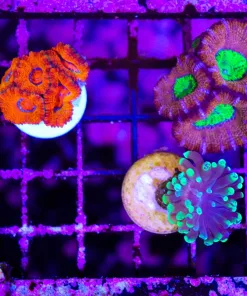 Wysiwyg 3for1 LPS Frag Pack *max 1 frag pack per order* (C89)