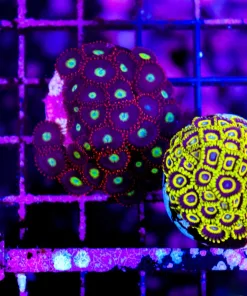 Wysiwyg 2for1 La Lakers x Fruity Loops Zoanthid Combo Pack (C89)