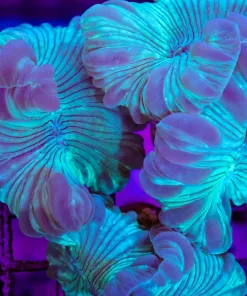 Wysiwyg Blue Fox Coral (C90)