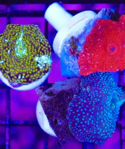 Wysiwyg 3for1 Mushroom Collector Pack - Interstellar blue , yellow and ruby red discosoma (C90)