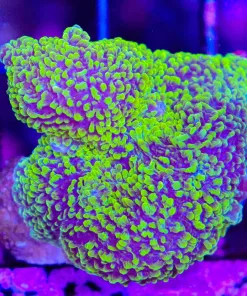 Wysiwyg Yellow ELephant Ear Mushroom *rare* (C93)