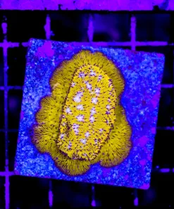 Wysiwyg Orange Lepastrea Growing On Plate (C94)