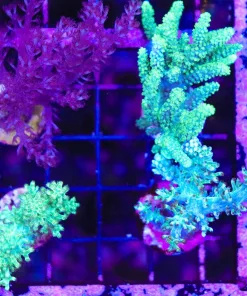 Wysiwyg 4for1 Combo Soft Coral Pack (C94)