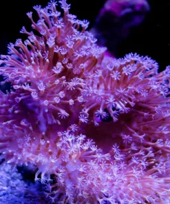 Wysiwyg Wild Australian Long Tentacle Leather Coral Colony (C96)
