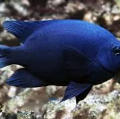 Large Blue Damsel Fish (FREE) Pick Up Only (Invert Bottom Row) 2 available