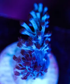 Wysiwyg Blue Pine Apple Tree Small Frag [F1]