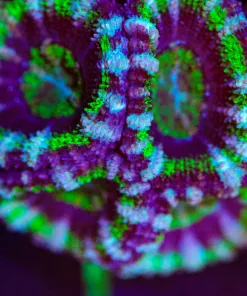 Wysiwyg Warcraft Large Acan Frag [F1]
