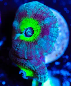 Wysiwyg Neon Eyed Acan [F10]