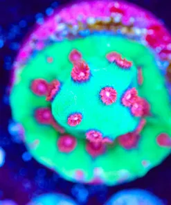 Wysiwyg Alien Pox Cyphastrea [F100]