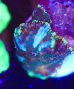 Wysiwyg Mushroom Frag [F100]