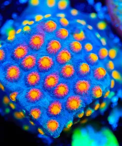 Wysiwyg Party Crasher Cyphastrea *last frag!* [F101]