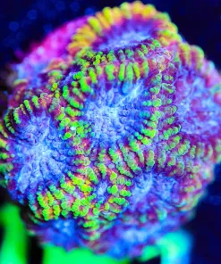 Wysiwyg Favia Frag [F101]