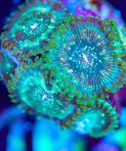 Wysiwyg Green Magician Zoa Frag [F103]