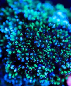 Wysiwyg Sympodium Frag [F105]
