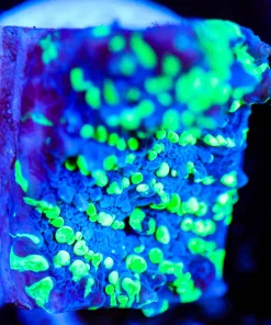 Wysiwyg UFO Chalice Frag [F106] *Free Shipping ! Minimum $249 livestock spend*
