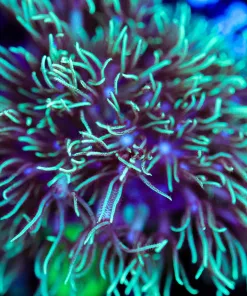 Wysiwyg GSP Frag [F107]