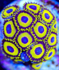 Wysiwyg La Lakers Zoa Frag [F108]