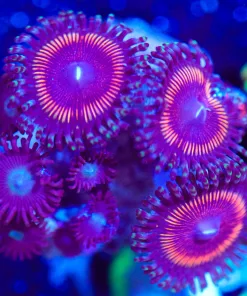 Wysiwyg Huge Zoa Frag [F109] *Free Shipping ! Minimum $249 livestock spend*