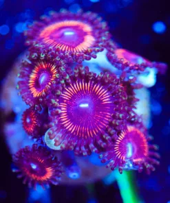 Wysiwyg Huge Zoa Frag [F111] *Free Shipping ! Minimum $249 livestock spend*