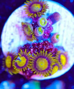 Wysiwyg Small Yellow Zoa Frag [F111]