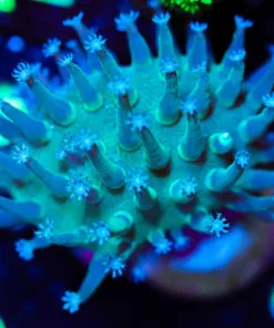 Wysiwyg Leather Coral Frag [F112]
