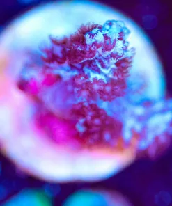 Wysiwyg Tiny Kenya Tree Coral Frag [F112]