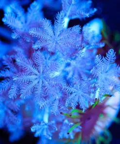 Wysiwyg Pulsing Xenia Frag [F113]