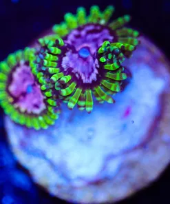 Wysiwyg 2x Purple Monster Zoas [F114]