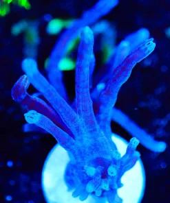 Wysiwyg Cespitularia Frag [F114]