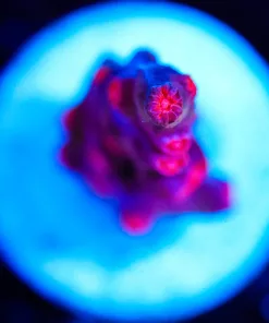 Wysiwyg Small Red Branching CYphastrea [F115]