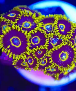 Wysiwyg Black Hornets Zoa [F115]