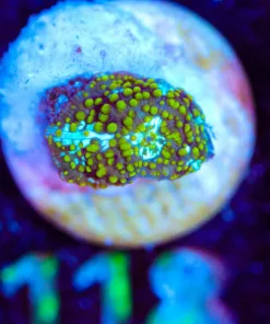 Wysiwyg Small Interstellar Mushroom Frag [F118]