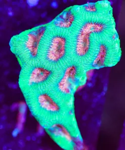 Wysiwyg Large Pink Mouth Green Maze Brain Frag [F119]