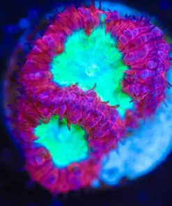 Wysiwyg Blastomussa Frag [F119]