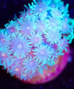 Wysiwyg Flowerpot Coral Frag Small [F120]