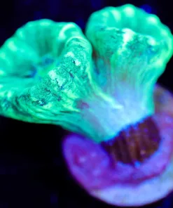 Wysiwyg Trumpet Coral Frag [F121]