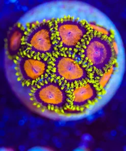 Wysiwyg Yellow Brick Road Zoanthid Frag [F121]