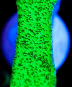 Wysiwyg Leptoseris Frag [F123]