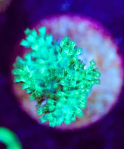 Wysiwyg Green Kenya Tree SMall Frag [F125]