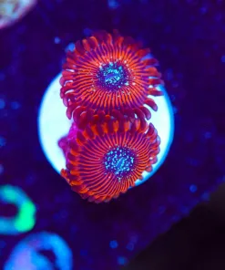 Wysiwyg 2x Blue Eyed Magicians [F126]