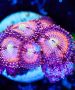 Wysiwyg Zoanthid Frag [F128]
