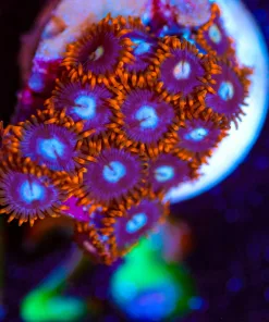 Wysiwyg Zoanthid Frag [F128]