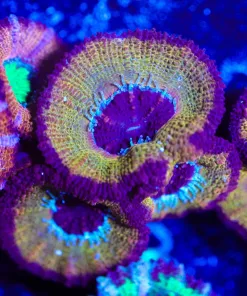 Wysiwyg Purple Gold Acan [F13]