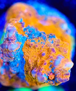 Wysiwyg Marble Blue / Orange Cahalice Frag [F130] *Free Shipping ! Minimum $249 livestock spend*