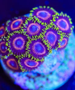 Wysiwyg Japenase Hornet Zoanthid [F131]