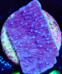 Wysiwyg SMall Purple Monticap [F131]