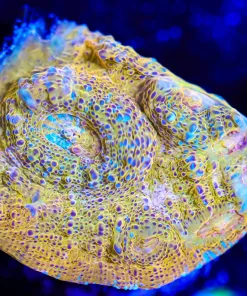Wysiwyg Orange Cahalice Frag [F132] *Free Shipping ! Minimum $249 livestock spend*